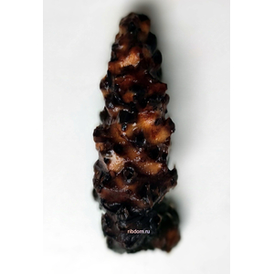 БАРКЛАЙЯ КЛУБЕНЬ ДЛИННОЛИСТНАЯ КРАСНАЯ - Barclaya longifolia 'Red' bulb