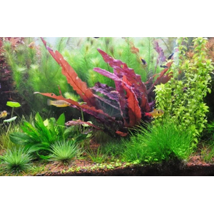 БАРКЛАЙЯ КЛУБЕНЬ ДЛИННОЛИСТНАЯ КРАСНАЯ - Barclaya longifolia 'Red' bulb