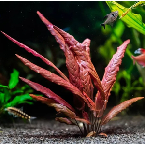 БАРКЛАЙЯ КЛУБЕНЬ ДЛИННОЛИСТНАЯ КРАСНАЯ - Barclaya longifolia 'Red' bulb