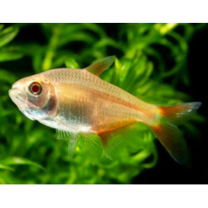 Тетрагоноптерус альбинос (Hemigrammus caudovittatus albino) — пресноводная лучепёрая рыбка из семейства Харациновые. Отличается неприхотливостью и мирным нравом, но любит лакомиться аквариумными растениями.