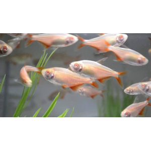 Тетрагоноптерус альбинос (Hemigrammus caudovittatus albino) — пресноводная лучепёрая рыбка из семейства Харациновые. Отличается неприхотливостью и мирным нравом, но любит лакомиться аквариумными растениями.