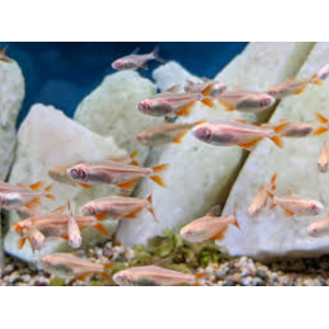 Тетрагоноптерус альбинос (Hemigrammus caudovittatus albino) — пресноводная лучепёрая рыбка из семейства Харациновые. Отличается неприхотливостью и мирным нравом, но любит лакомиться аквариумными растениями.