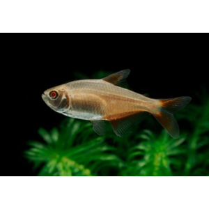Тетрагоноптерус альбинос (Hemigrammus caudovittatus albino) — пресноводная лучепёрая рыбка из семейства Харациновые. Отличается неприхотливостью и мирным нравом, но любит лакомиться аквариумными растениями.