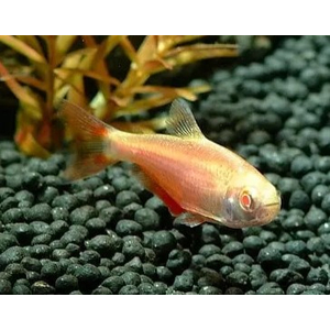 Тетрагоноптерус альбинос (Hemigrammus caudovittatus albino) — пресноводная лучепёрая рыбка из семейства Харациновые. Отличается неприхотливостью и мирным нравом, но любит лакомиться аквариумными растениями.