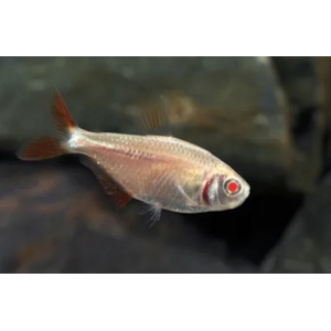 Тетрагоноптерус альбинос (Hemigrammus caudovittatus albino) — пресноводная лучепёрая рыбка из семейства Харациновые. Отличается неприхотливостью и мирным нравом, но любит лакомиться аквариумными растениями.