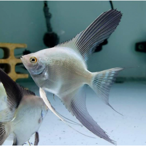 СКАЛЯРИЯ БОЛГАРСКАЯ ЖЕМЧУЖИНА - Pterophyllum scalare Bulgarian Seal Point