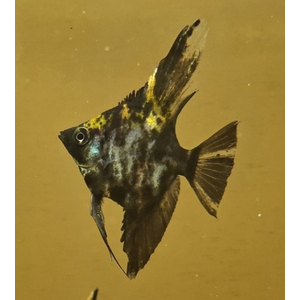 Скалярия чёрная кои — селекционная форма обыкновенной скалярии (Pterophyllum scalare). Характеризуется насыщенной чёрной окраской тела.