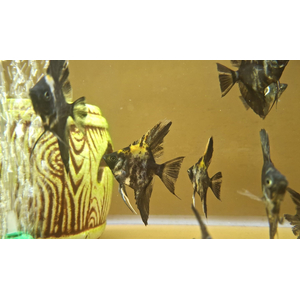 Скалярия чёрная кои — селекционная форма обыкновенной скалярии (Pterophyllum scalare). Характеризуется насыщенной чёрной окраской тела.
