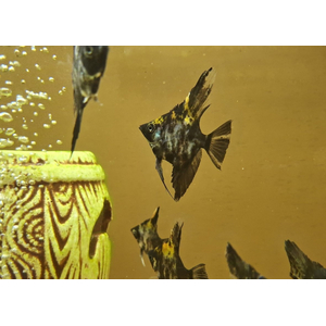 Скалярия чёрная кои — селекционная форма обыкновенной скалярии (Pterophyllum scalare). Характеризуется насыщенной чёрной окраской тела.