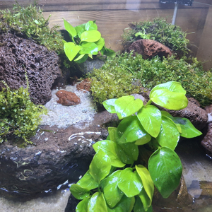 Акватеррариум с декором 18л 30х30х20, готовое решение.