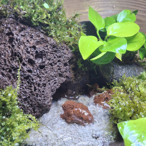 Акватеррариум с декором 18л 30х30х20, готовое решение.