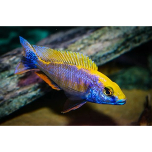 ОТОФАРИНКС ЛИТОБАТЕС - Otopharynx lithobates