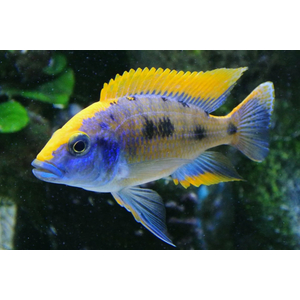 ОТОФАРИНКС ЛИТОБАТЕС - Otopharynx lithobates