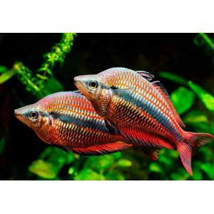 Радужница трёхполосая (Melanotaenia trifasciata) — пресноводная лучепёрая рыбка из семейства Радужницы. Отличительная особенность — характерные полоски, которые тянутся от головы до хвоста.