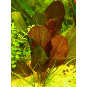 ЭХИНОДОРУС БОЛЬШОЙ МЕДВЕДЬ - Echinodorus Big Bear