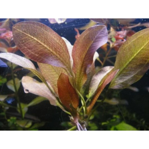 ЭХИНОДОРУС БОЛЬШОЙ МЕДВЕДЬ - Echinodorus Big Bear