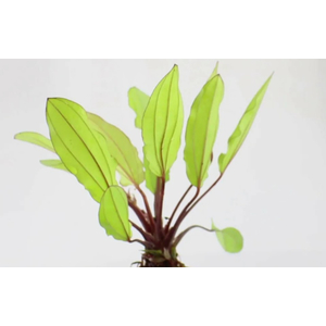 ЭХИНОДОРУС ЗЕЛЕНЫЙ ХАМЕЛЕОН - Echinodorus Chameleon