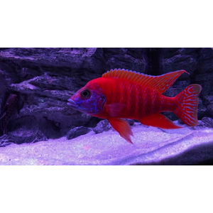 АУЛОНОКАРА КРАСНЫЙ ПАВЛИН - Aulonocara jacobfreibergi var.eureka red peacock