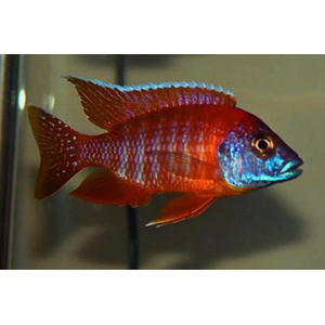 АУЛОНОКАРА КРАСНЫЙ ПАВЛИН - Aulonocara jacobfreibergi var.eureka red peacock