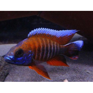 АУЛОНОКАРА КРАСНЫЙ ПАВЛИН - Aulonocara jacobfreibergi var.eureka red peacock