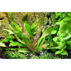 ЭХИНОДОРУС ПИТОН - Echinodorus Python