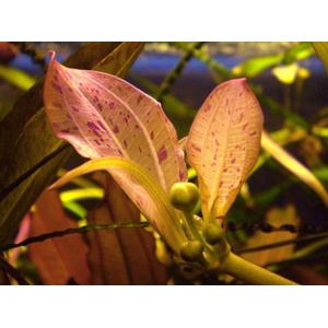 ЭХИНОДОРУС ПИТОН - Echinodorus Python