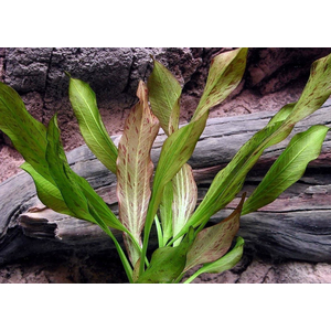 ЭХИНОДОРУС ПИТОН - Echinodorus Python