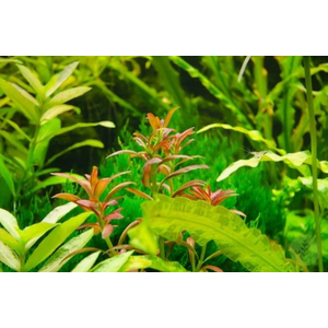 АММАНИЯ СУЛАВЕСИ - Ammania sp. Sulawesi