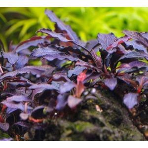 БУЦЕФАЛАНДРА БРАУНИ КАПУАС - bucephalandra kapuas brownie