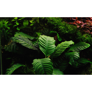 Анубиас кофейнолистный (Anubias barteri var. coffeefolia) — аквариумное растение, селекционная форма анубиаса Бартера. Название получил за сходство листьев с листьями кофейного дерева.