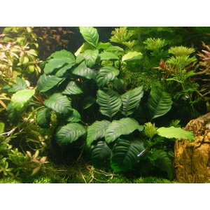 Анубиас кофейнолистный (Anubias barteri var. coffeefolia) — аквариумное растение, селекционная форма анубиаса Бартера. Название получил за сходство листьев с листьями кофейного дерева.