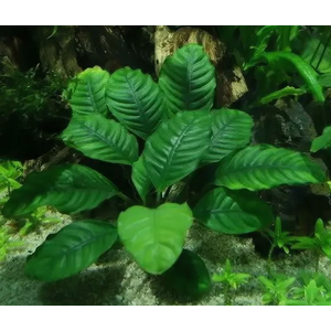 Анубиас кофейнолистный (Anubias barteri var. coffeefolia) — аквариумное растение, селекционная форма анубиаса Бартера. Название получил за сходство листьев с листьями кофейного дерева.