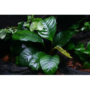 Анубиас кофейнолистный (Anubias barteri var. coffeefolia) — аквариумное растение, селекционная форма анубиаса Бартера. Название получил за сходство листьев с листьями кофейного дерева.
