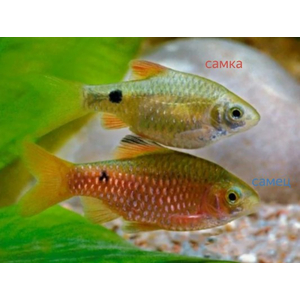 Барбус огненный самец и самка
