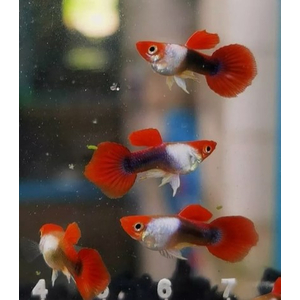 ГУППИ ШОТБОДИ КОИ - Guppy shoot body Koi Silverado