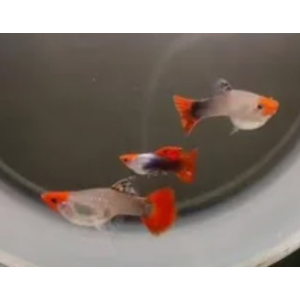 ГУППИ ШОТБОДИ КОИ - Guppy shoot body Koi Silverado
