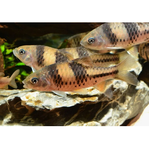 ​Барбус крестовый (Puntius lateristriga)​ — пресноводная лучепёрая рыбка из семейства Карповые.