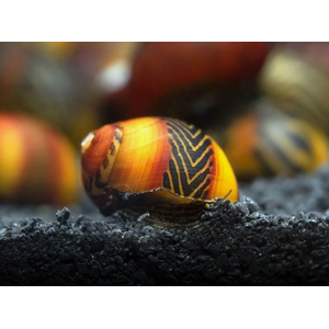 УЛИТКА РЕЙСЕР НЕРИТИНА - Racer Nerite Snail
