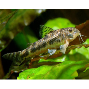 АСПИДОРАС СПИЛОТУС - Aspidoras spilotus