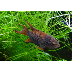 Макропод чёрный - Macropodus spechti