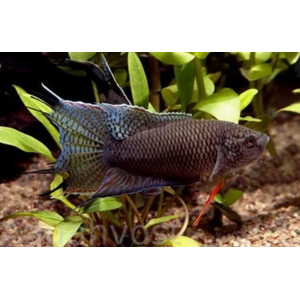 Макропод чёрный - Macropodus spechti