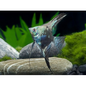 Скалярия Пиной Дымчатый (Pterophyllum scalare Pinoy Smoky)