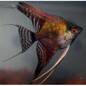 Скалярия Пиной Дымчатый (Pterophyllum scalare Pinoy Smoky)