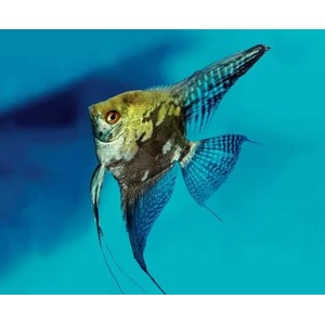 Скалярия Пиной Дымчатый (Pterophyllum scalare Pinoy Smoky)