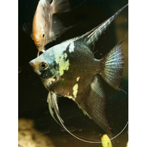 Скалярия Пиной Дымчатый (Pterophyllum scalare Pinoy Smoky)