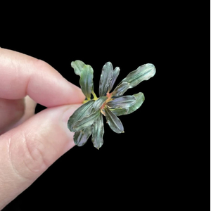 БУЦЕФАЛАНДРА ГРАППА КРАСНАЯ МИНИ - Bucephalandra 'Grappa Red Mini'