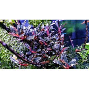 БУЦЕФАЛАНДРА ГРАППА КРАСНАЯ МИНИ - Bucephalandra 'Grappa Red Mini'