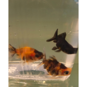 ТЕЛЕСКОП ПЕСТРЫЙ