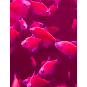 ТЕРНЕЦИЯ ГЛО РУБИН