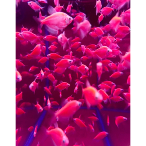 ТЕРНЕЦИЯ ГЛО РУБИН